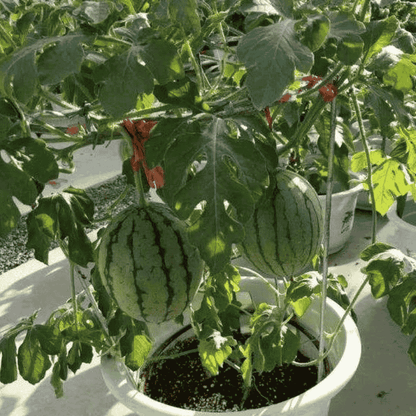 Home Potted Ruby Watermelon Seeds (Imported)