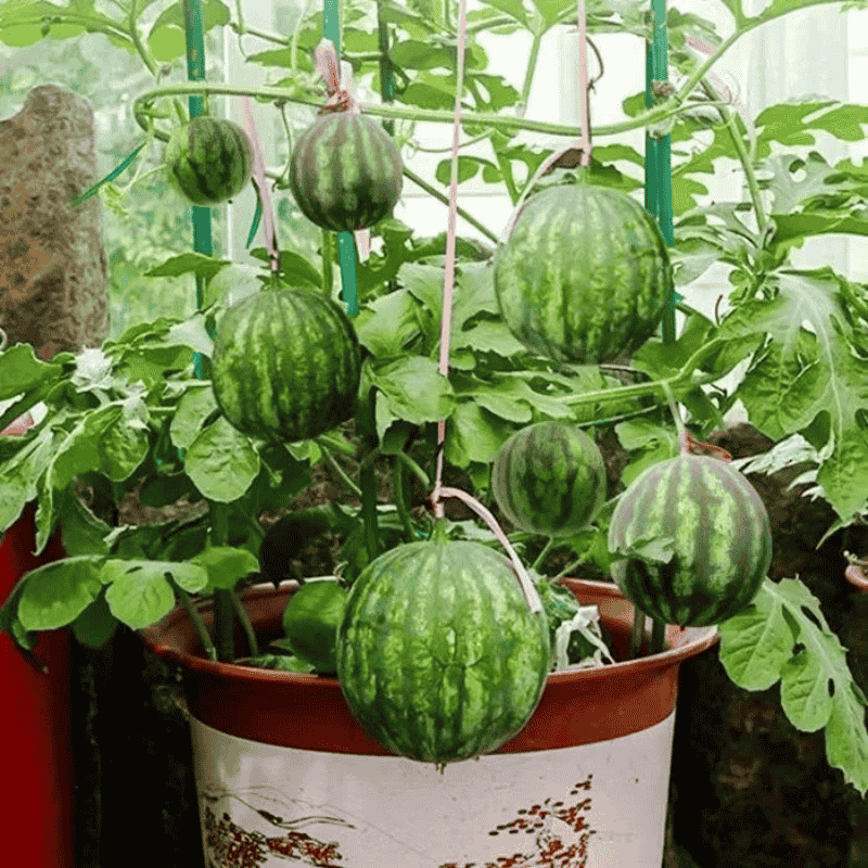 Home Potted Ruby Watermelon Seeds (Imported)