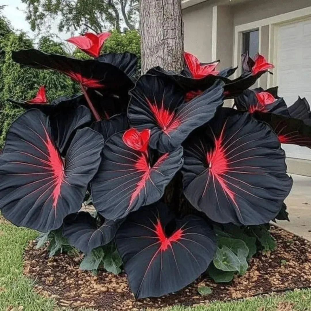 Imported Black Hosta Seeds + 100 grams Organic Pot mix Free