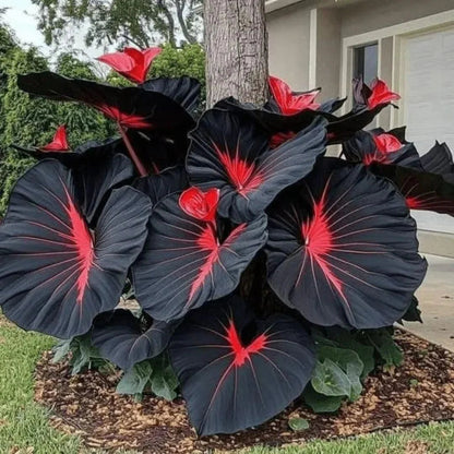 Imported Black Hosta Seeds + 100 grams Organic Pot mix Free
