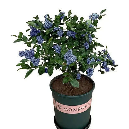 King of Berries - Giant Blueberry Fruit Seeds - Four Seasons Plants