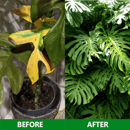 GardenGenieTM -Slow Release Fertilizer Sticks For Plants