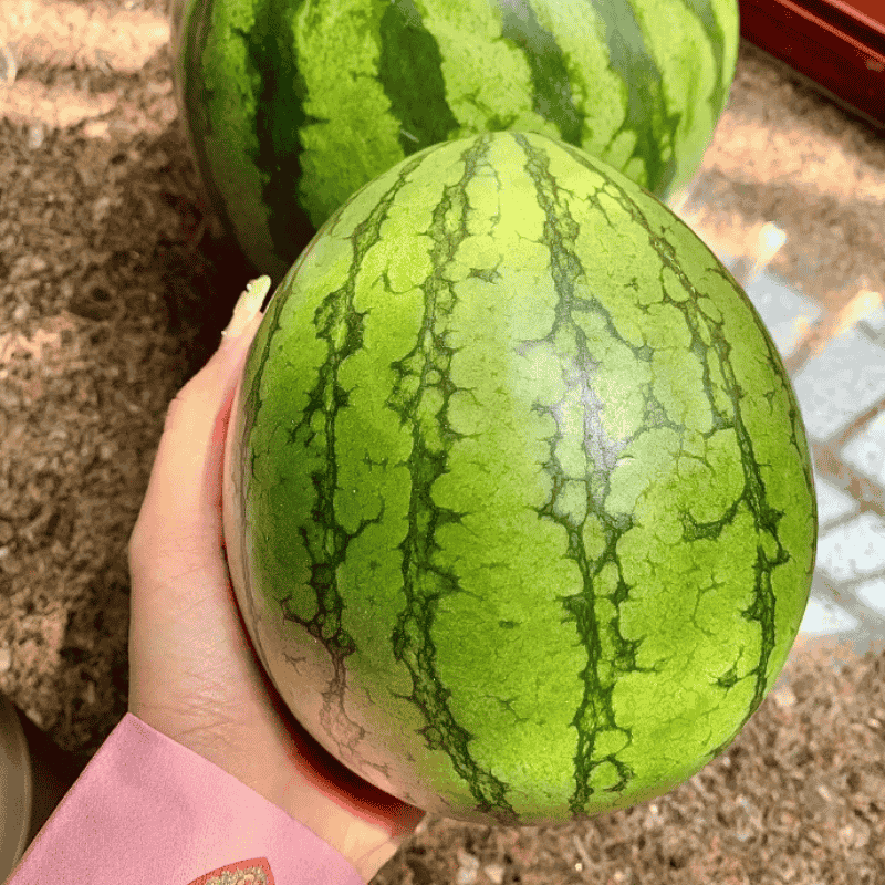 Home Potted Ruby Watermelon Seeds (Imported)