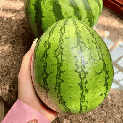 Home Potted Ruby Watermelon Seeds (Imported)
